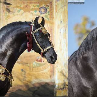 Marwari horse wallpaper