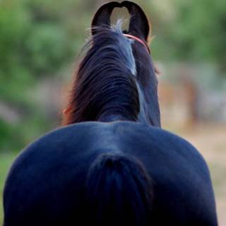 Marwari horse wallpaper