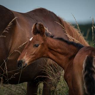 Marwari horse wallpaper