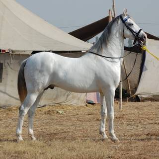 Marwari horse wallpaper