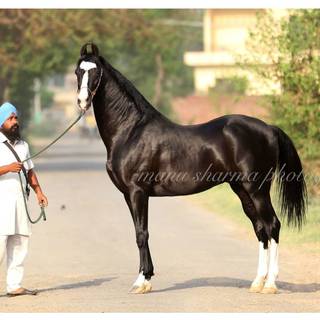 Marwari horse wallpaper