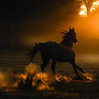 Marwari horse wallpaper