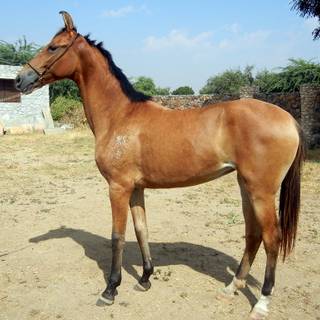 Marwari horse wallpaper