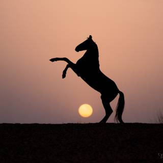 Marwari horse wallpaper