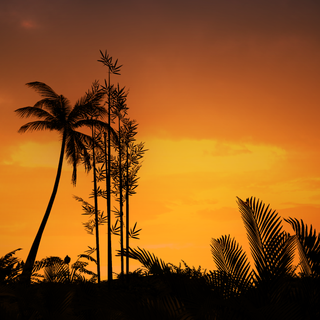 Orange sunset evening wallpaper