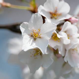 Cherry Blossom macro HD wallpaper