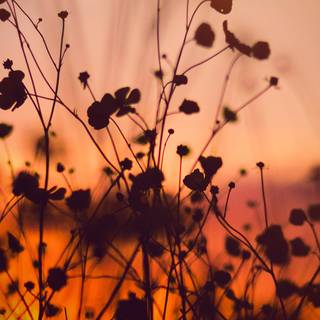 Orange sunset evening wallpaper