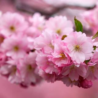 Cherry Blossom macro HD wallpaper