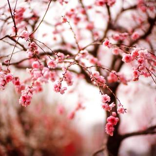 Cherry Blossom macro HD wallpaper