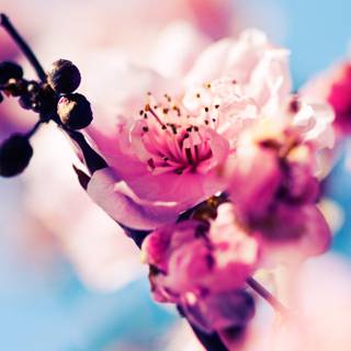 Cherry Blossom macro HD wallpaper