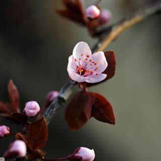 Cherry Blossom macro HD wallpaper