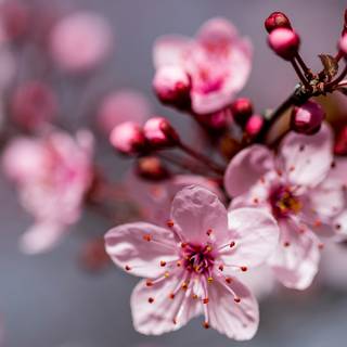 Cherry Blossom macro HD wallpaper
