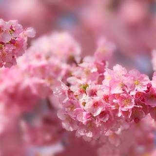 Cherry Blossom macro HD wallpaper