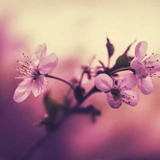 Cherry Blossom macro HD wallpaper