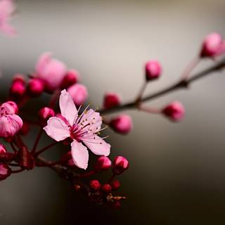 Cherry Blossom macro HD wallpaper