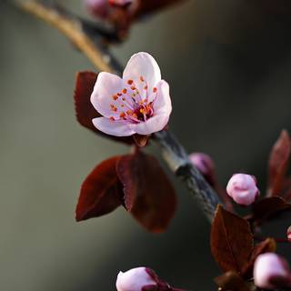 Cherry Blossom macro HD wallpaper