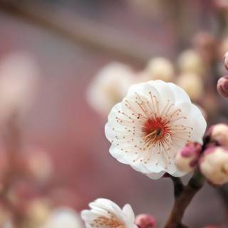 Cherry Blossom macro HD wallpaper