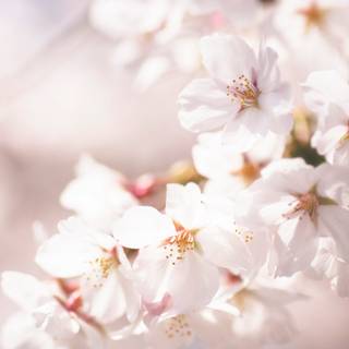 Cherry Blossom macro HD wallpaper