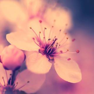 Cherry Blossom macro HD wallpaper