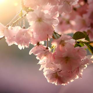 Cherry Blossom macro HD wallpaper