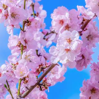 Cherry Blossom macro HD wallpaper