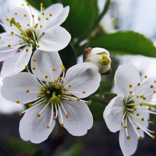 Cherry Blossom macro HD wallpaper