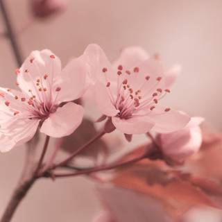 Cherry Blossom macro HD wallpaper