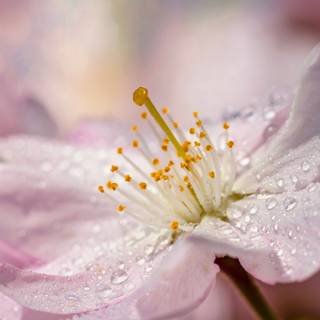 Cherry Blossom macro HD wallpaper