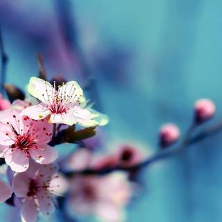 Cherry Blossom macro HD wallpaper