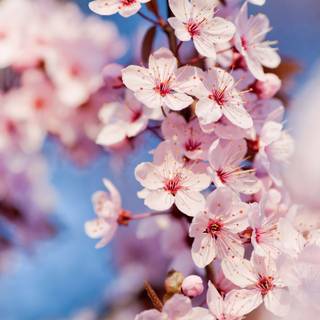 Cherry Blossom macro HD wallpaper