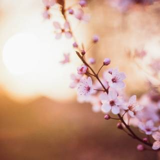 Cherry Blossom macro HD wallpaper