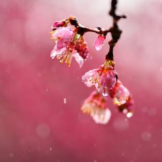 Cherry Blossom macro HD wallpaper