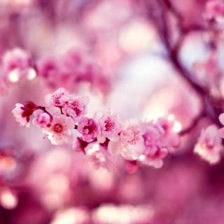 Cherry Blossom macro HD wallpaper