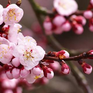 Cherry Blossom macro HD wallpaper