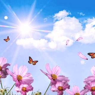 Cool summer scenes wallpaper