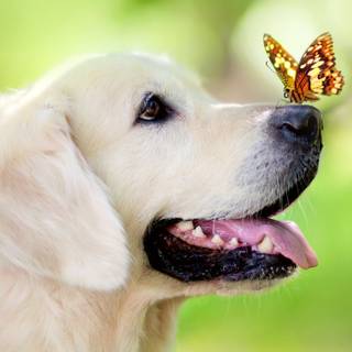 Summer cute dogs wallpaper