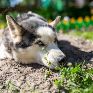 Summer cute dogs wallpaper