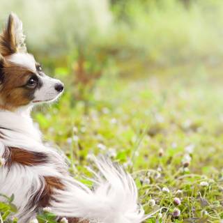 Summer cute dogs wallpaper