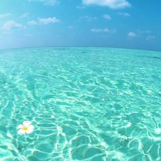 Beach summer aesthetic wallpaper