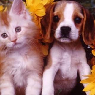 Easter kittens and puppies wallpaper