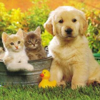 Easter kittens and puppies wallpaper