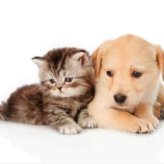 Easter kittens and puppies wallpaper