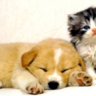 Easter kittens and puppies wallpaper