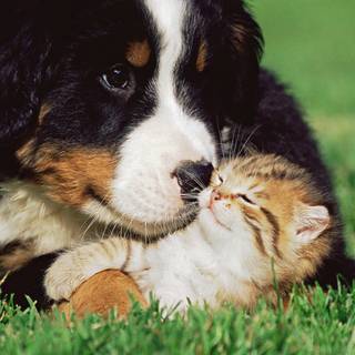 Easter kittens and puppies wallpaper