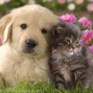 Easter kittens and puppies wallpaper
