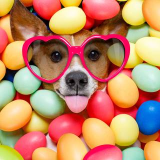 Easter kittens and puppies wallpaper