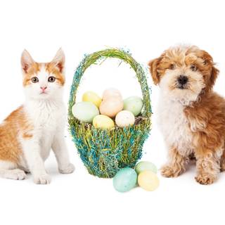 Easter kittens and puppies wallpaper