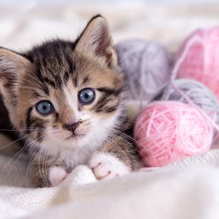 Easter kittens and puppies wallpaper