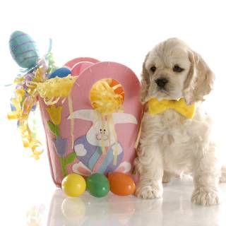 Easter kittens and puppies wallpaper