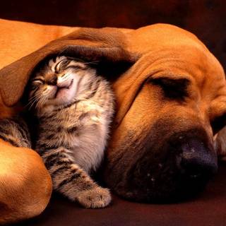 Easter kittens and puppies wallpaper